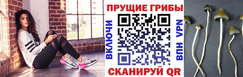 Купить где  Ликино-Дулёво  Псилоцибиновые грибы GOLDEN TEACHER 